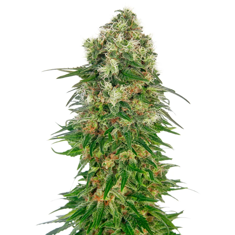 saltonverde2878082