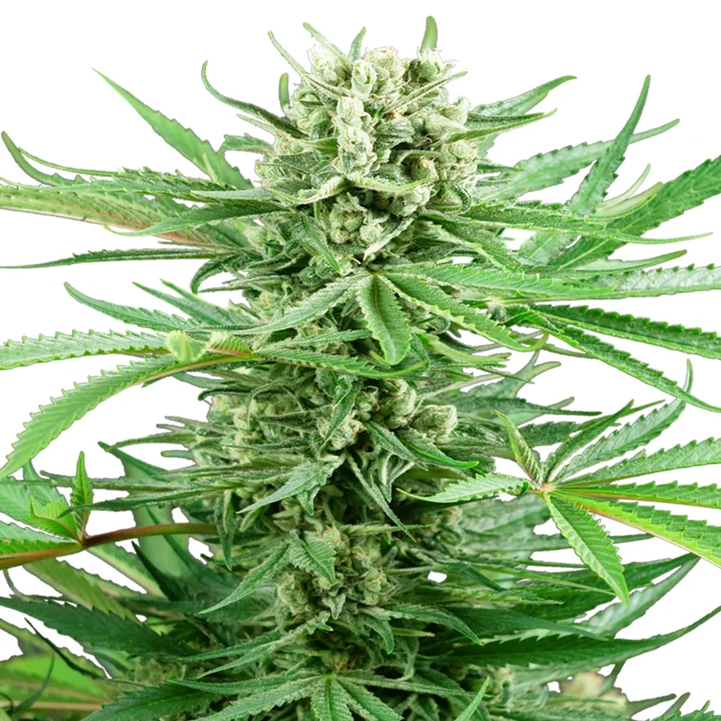 saltonverde2878169