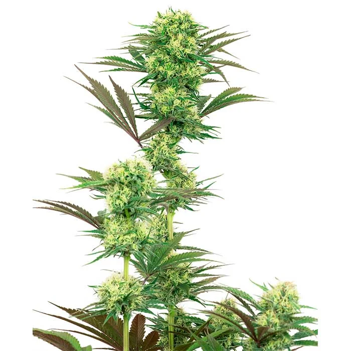 saltonverde2878296