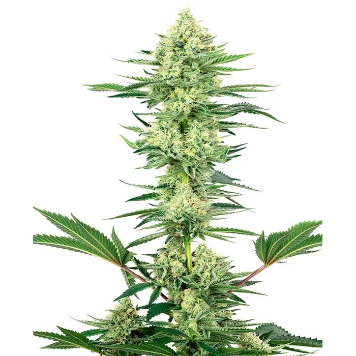 saltonverde2878316