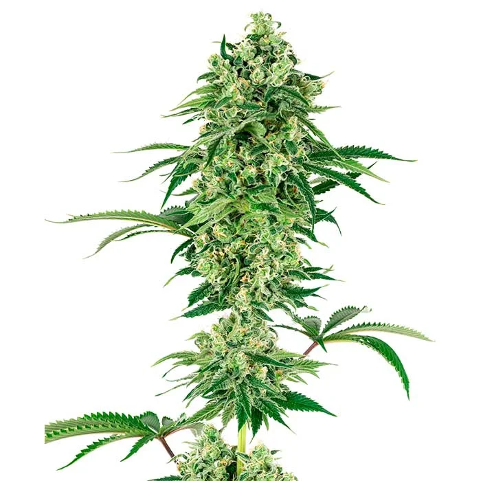 saltonverde2878363