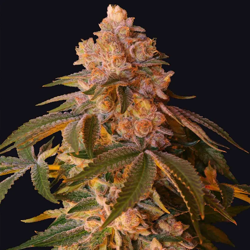 saltonverde2880723