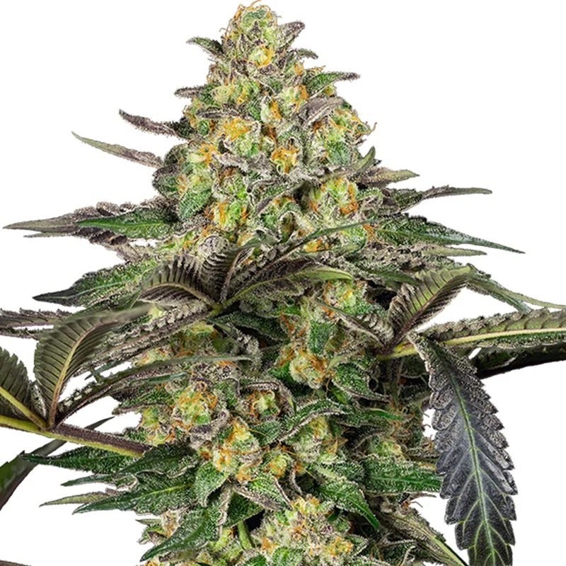 saltonverde2880833