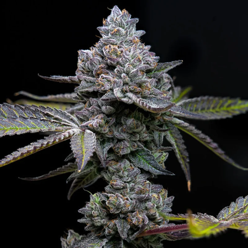 saltonverde2881045