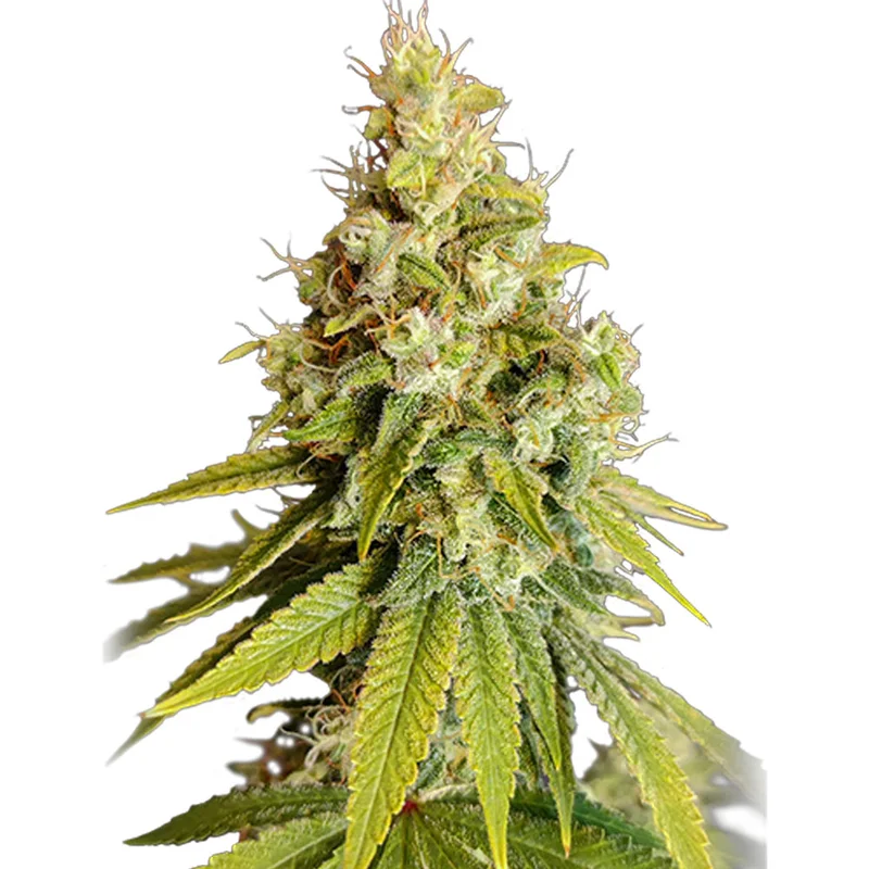 saltonverde2881516