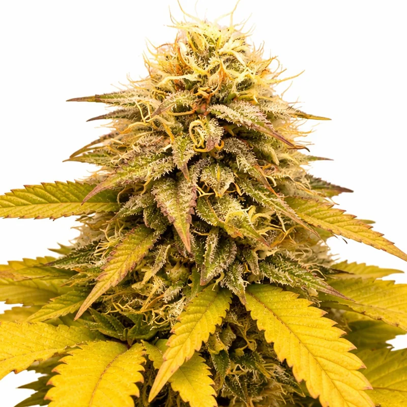 saltonverde2881605