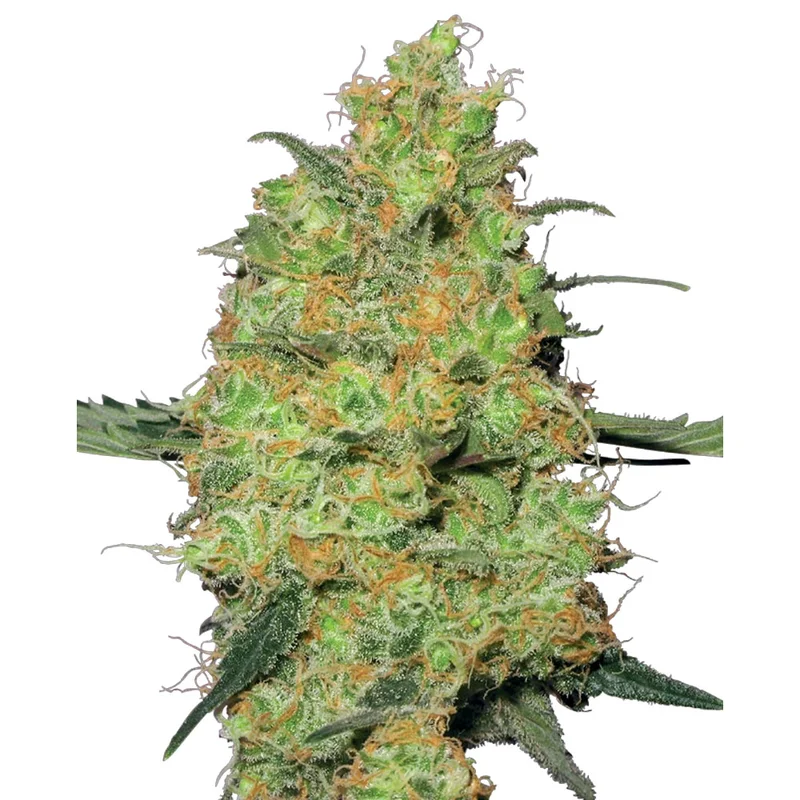 saltonverde2881650
