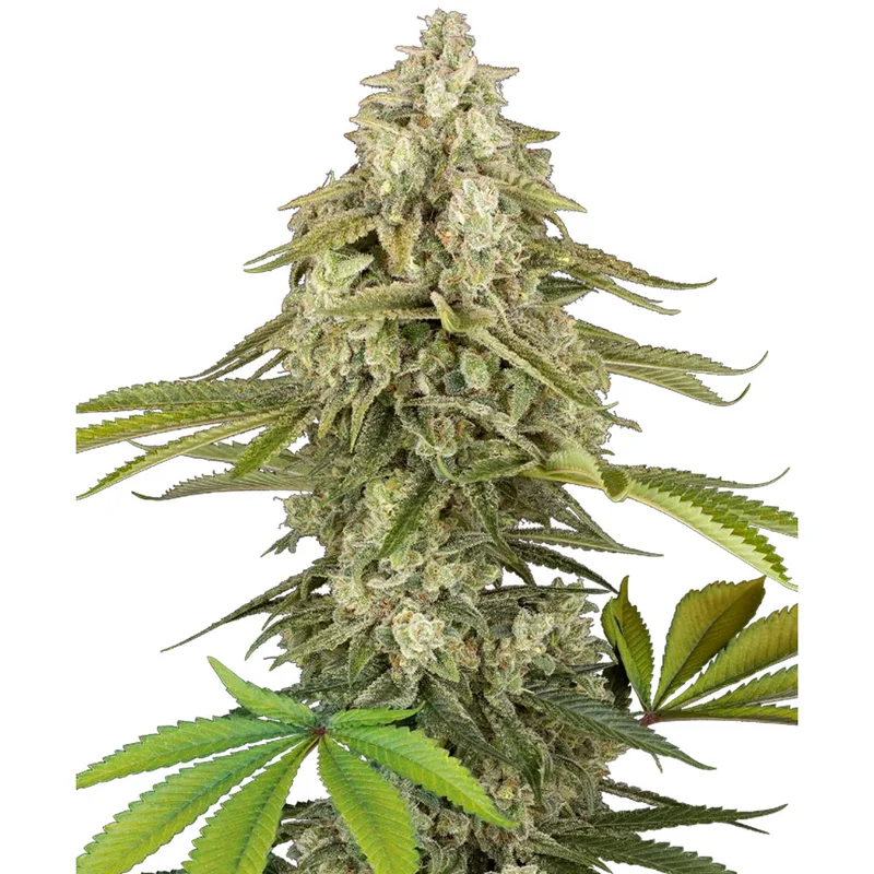 saltonverde2881707