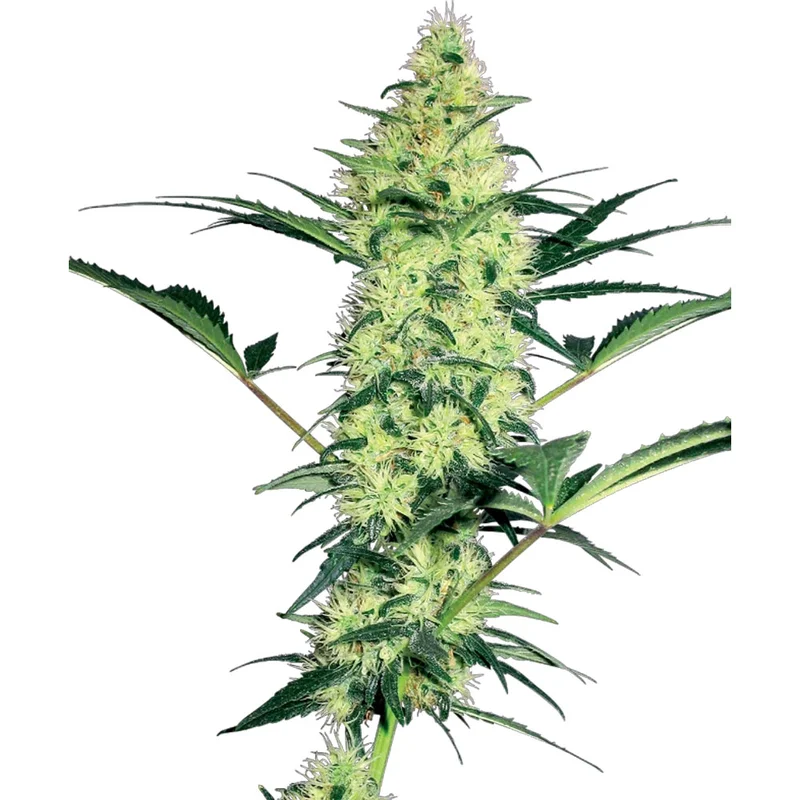 saltonverde2881721