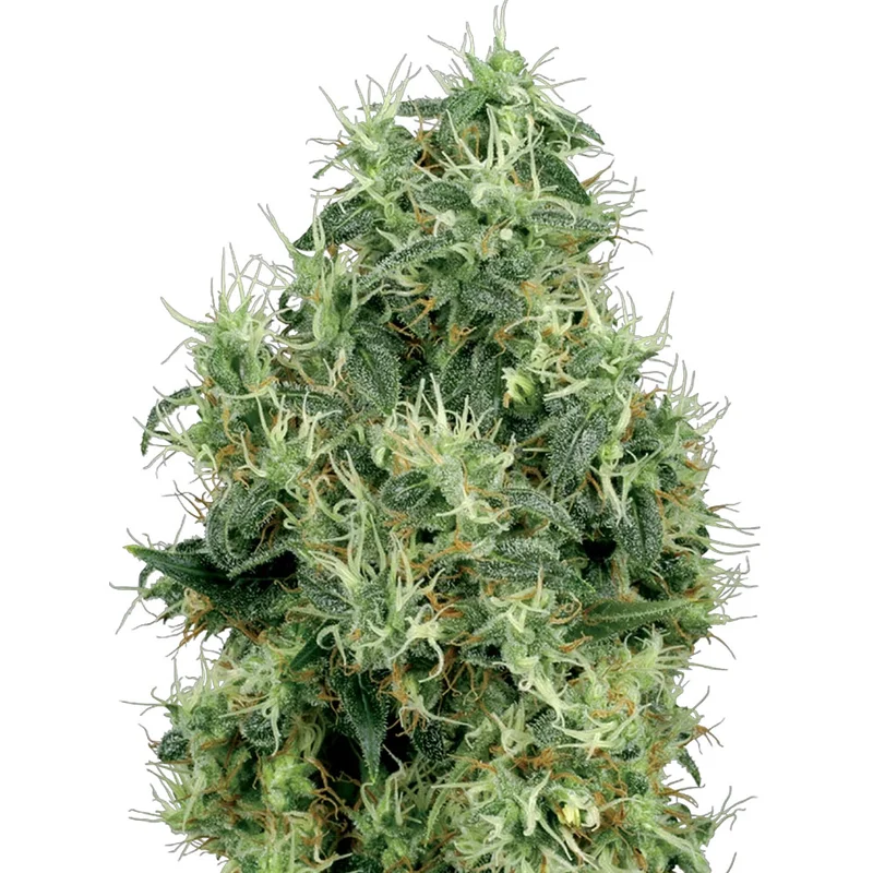 saltonverde2881742