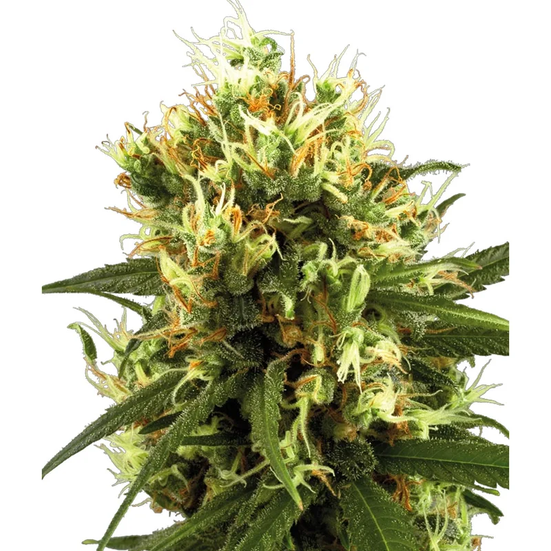 saltonverde2881816