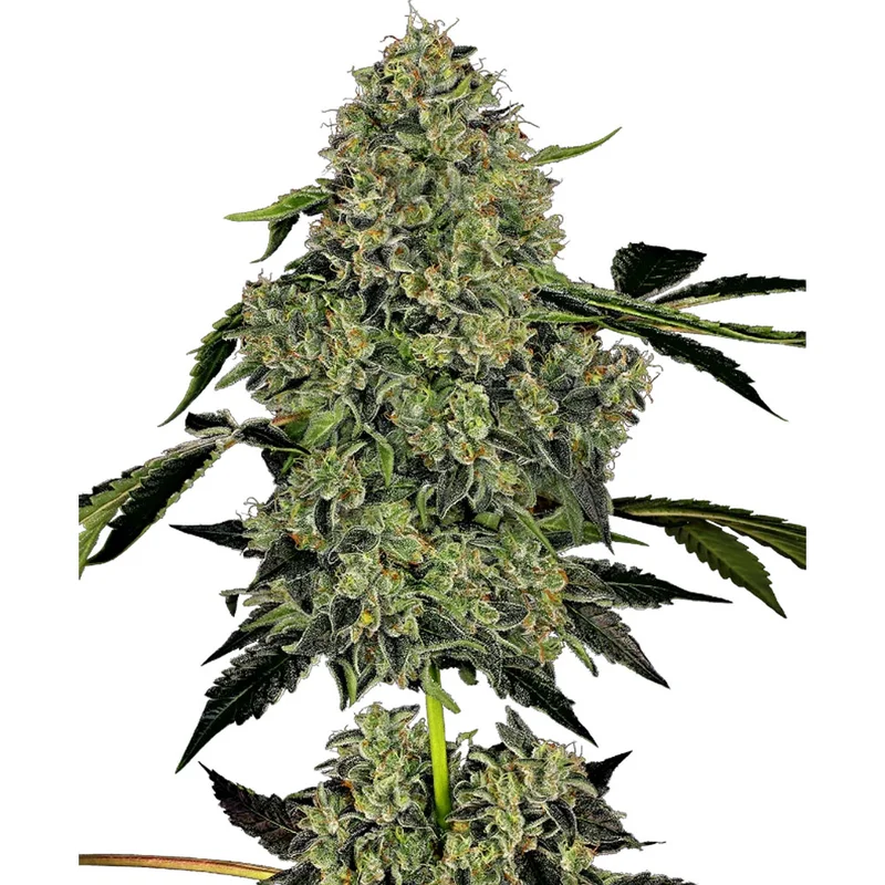 saltonverde2882015