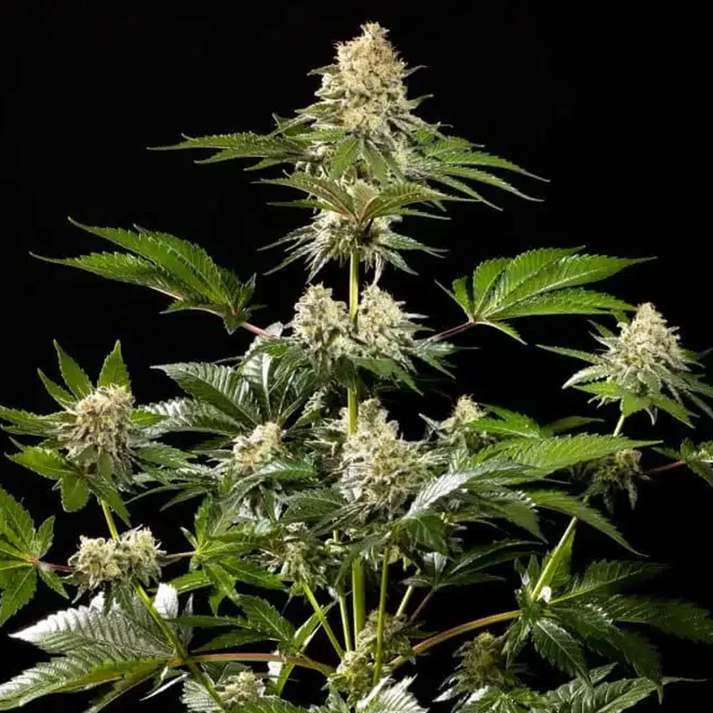 saltonverde2882076