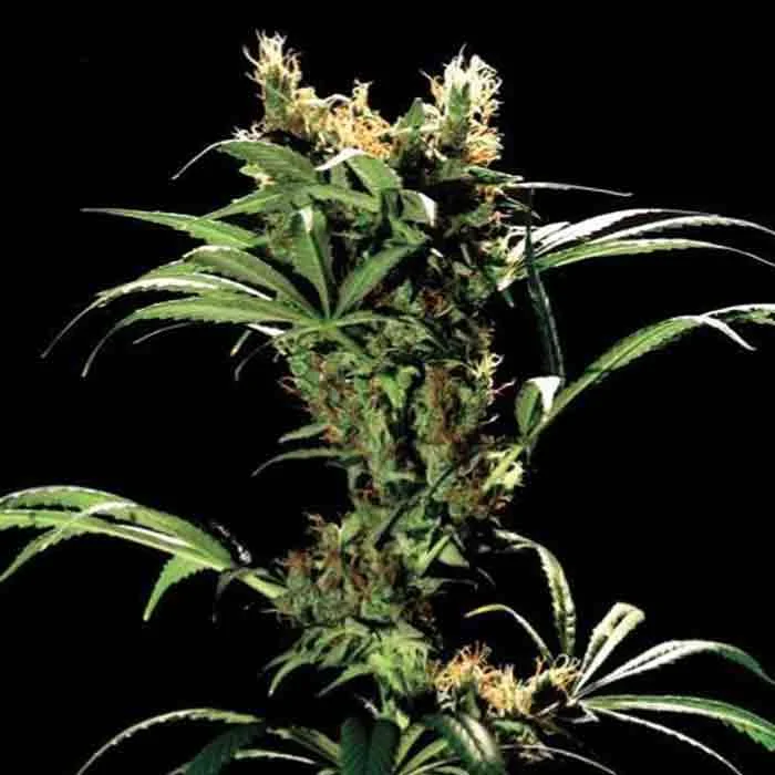 saltonverde2882985