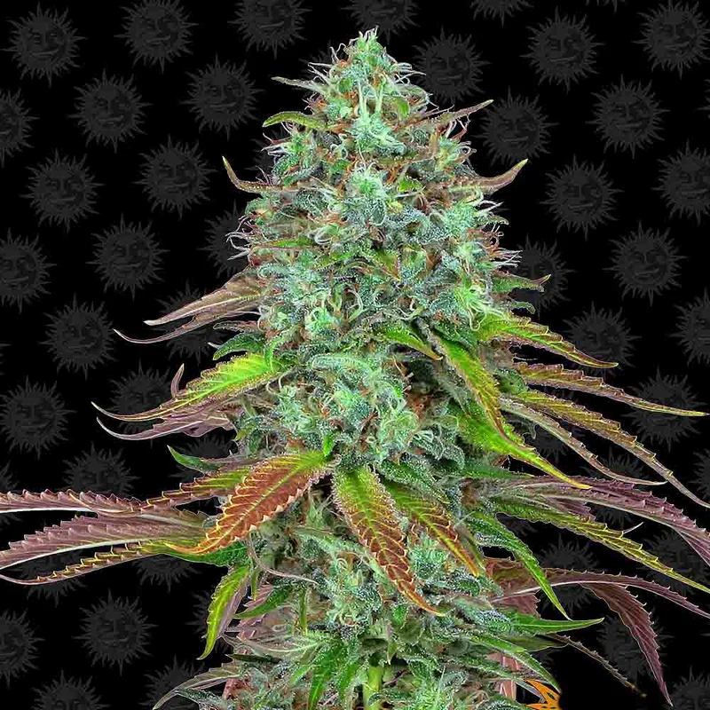 saltonverde2885754