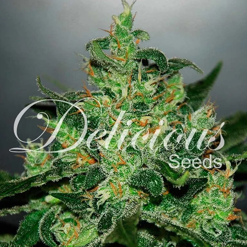 saltonverde2886081