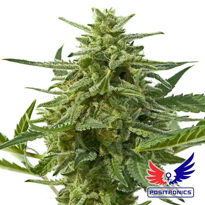 saltonverde2887284
