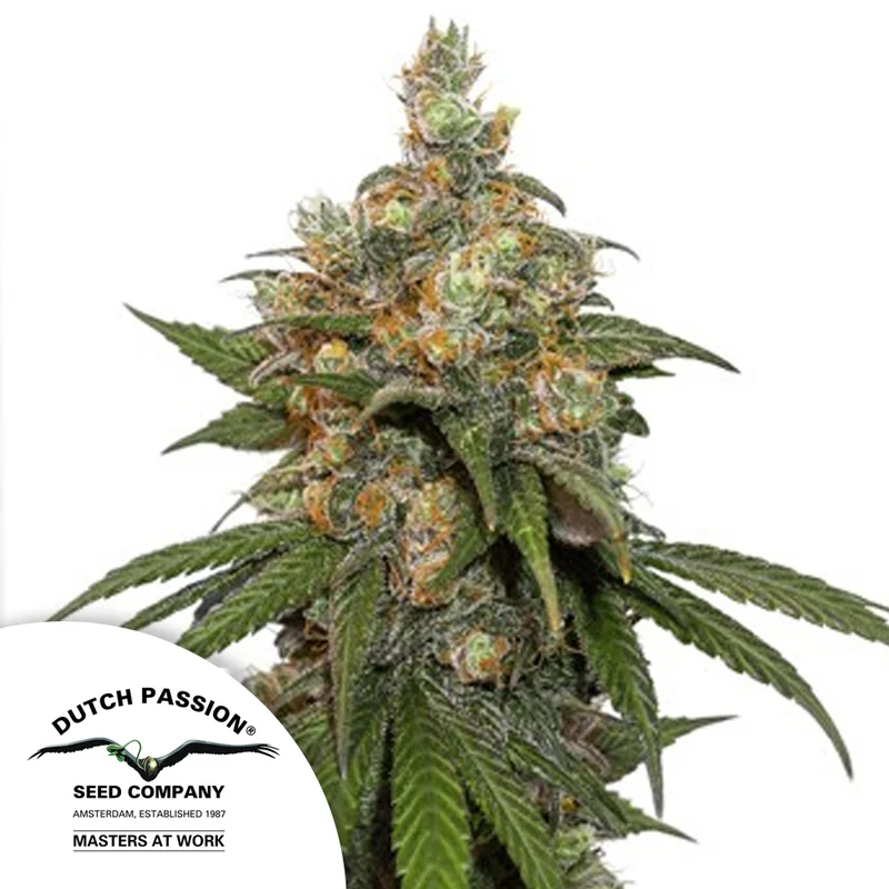 saltonverde2890022