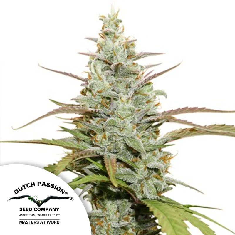 saltonverde2890045