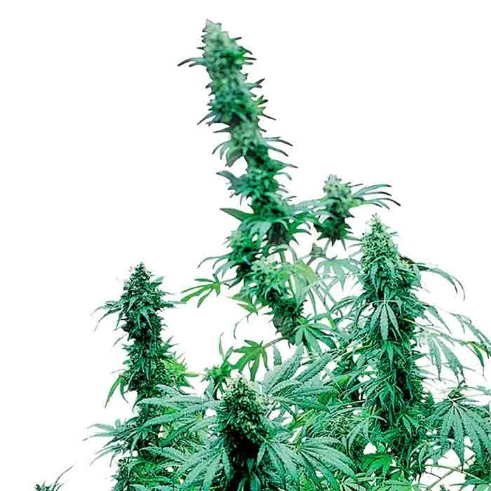 saltonverde2890667