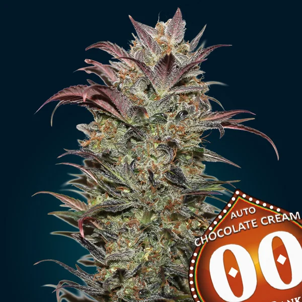 saltonverde2890723