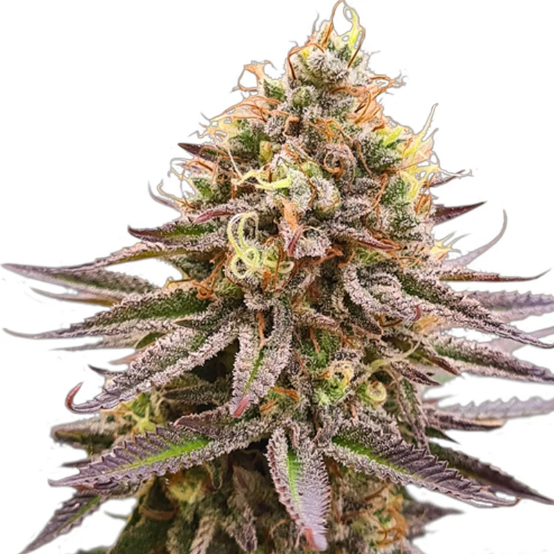 saltonverde2890830