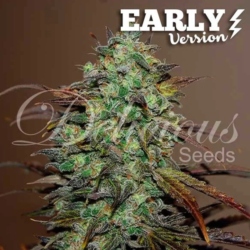 saltonverde2891066