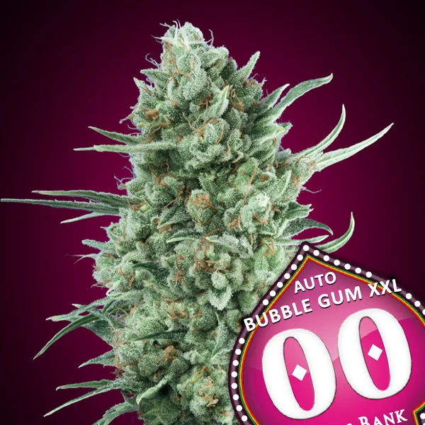 saltonverde2891410