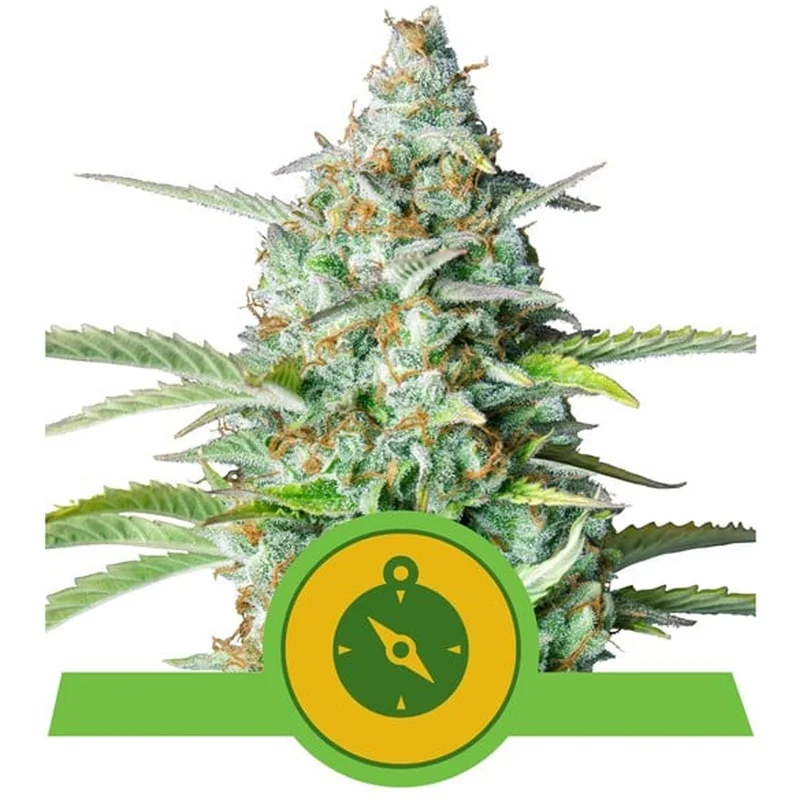 saltonverde2892368