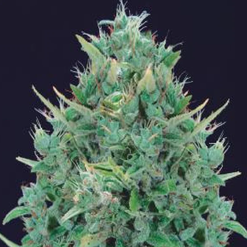 saltonverde2892948