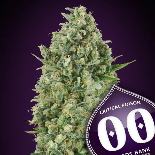 saltonverde2893006