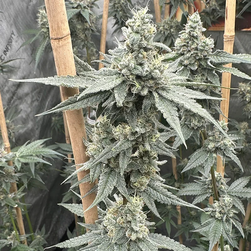 saltonverde2894064