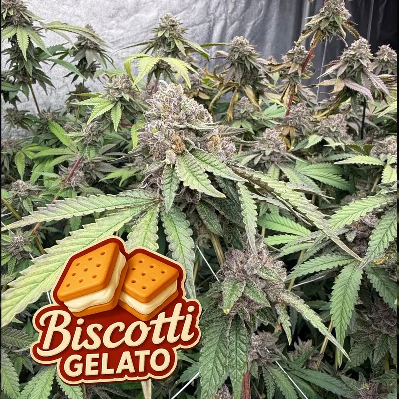 saltonverde2895026