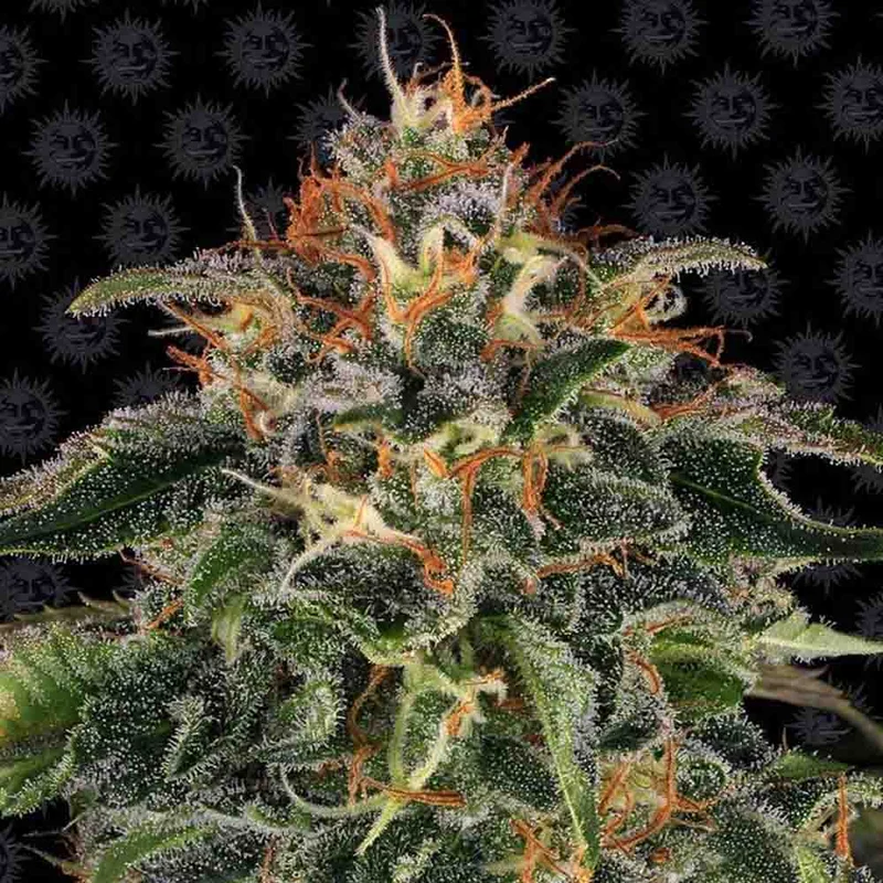 saltonverde2895101