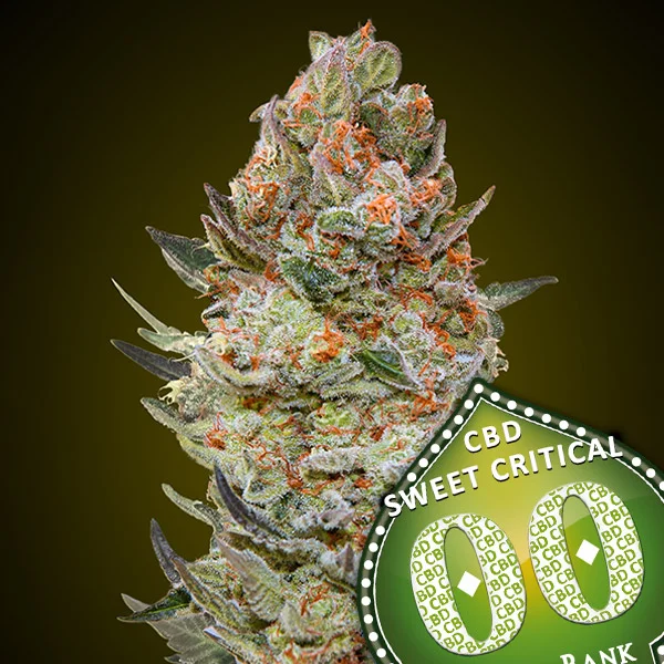 saltonverde2895386