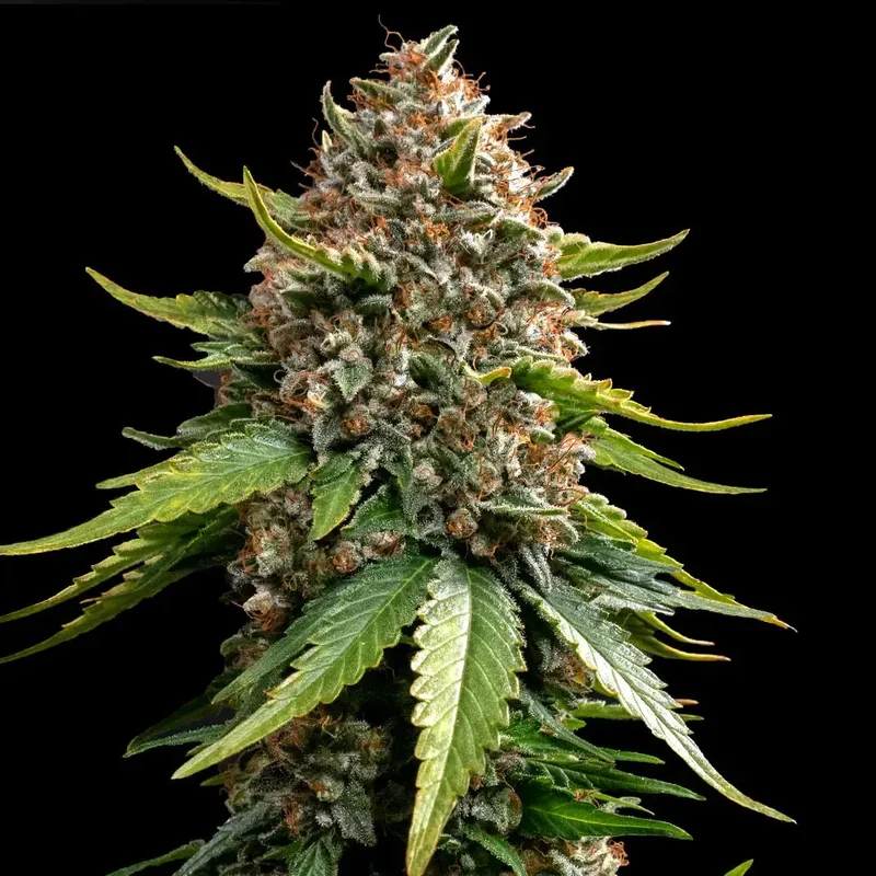 saltonverde2896728