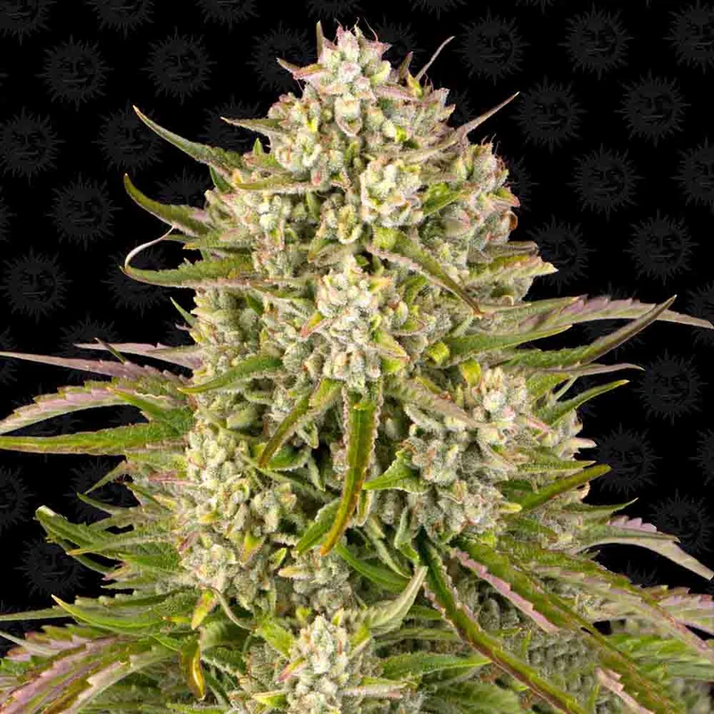 saltonverde2896760