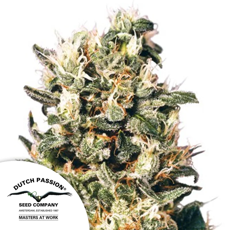 saltonverde2898243