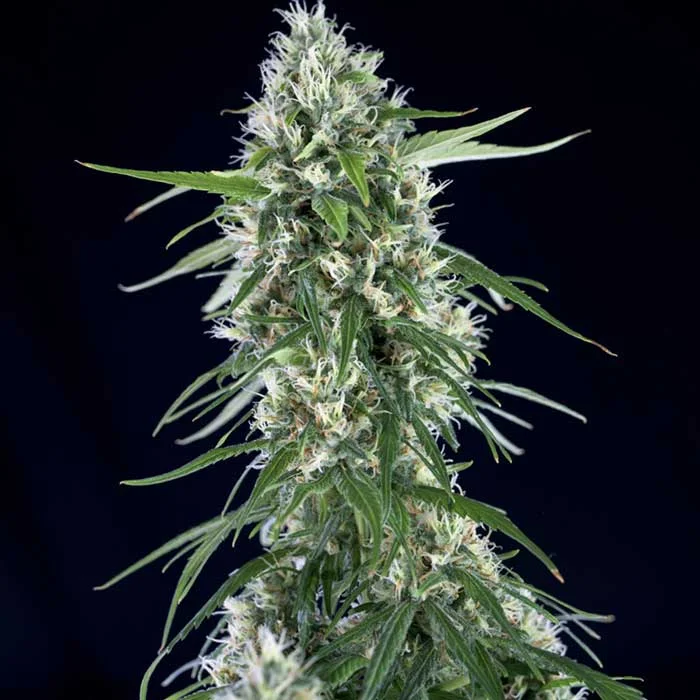saltonverde2898951