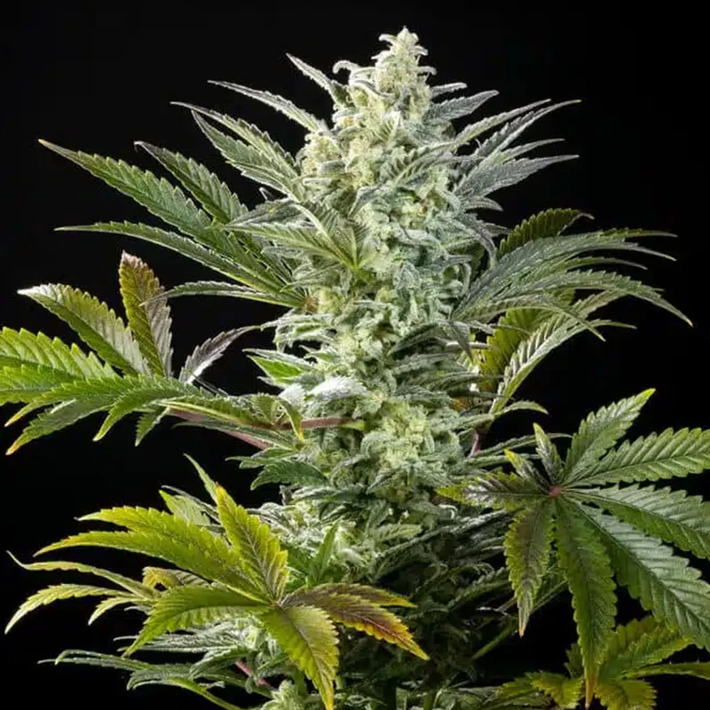 saltonverde2899216