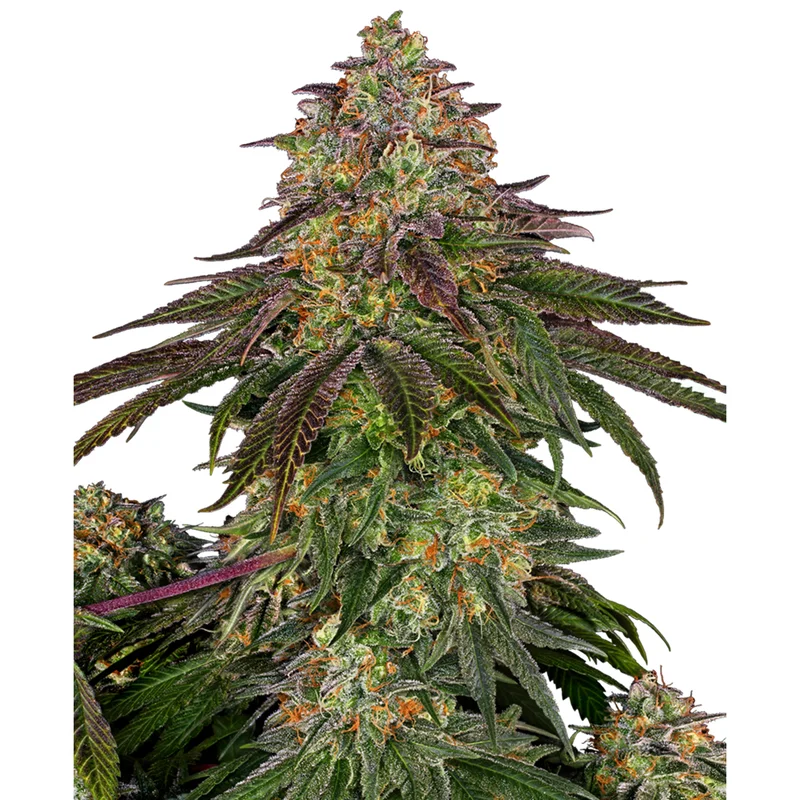 saltonverde2899937