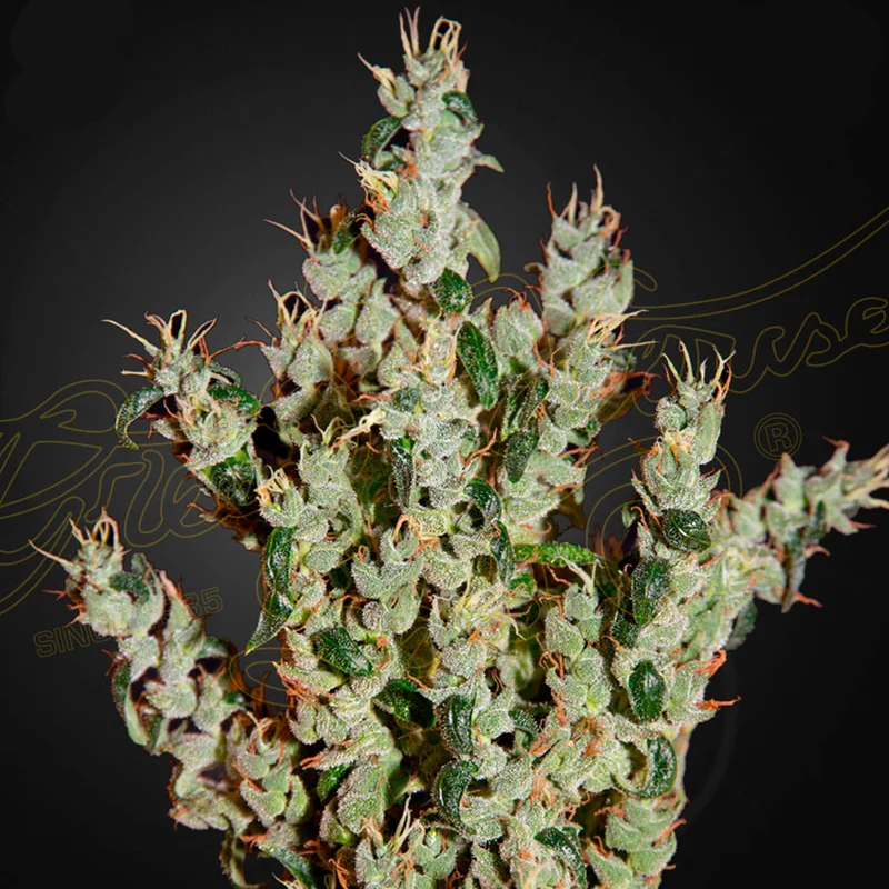 saltonverde2900278