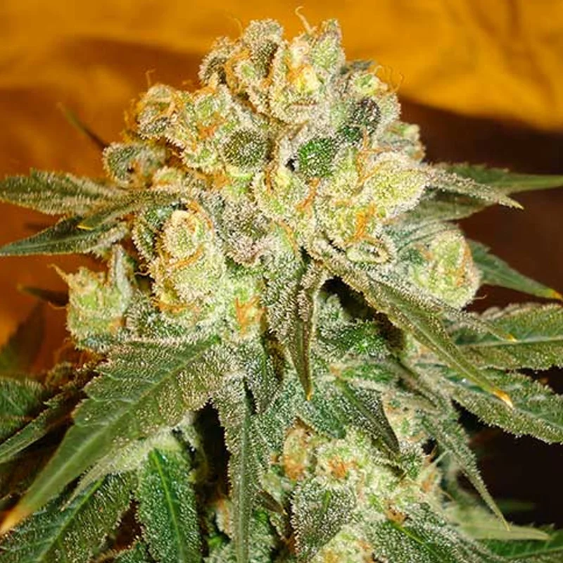 saltonverde2900522