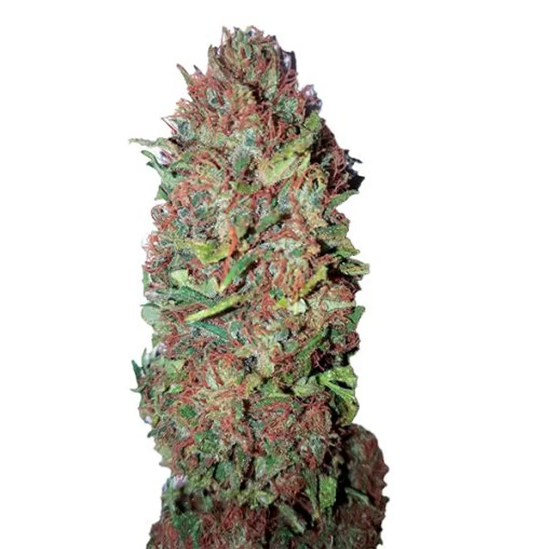 saltonverde2900849