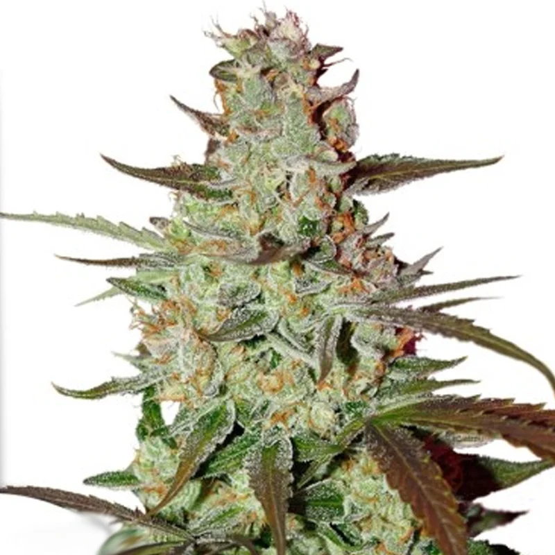 saltonverde2902263