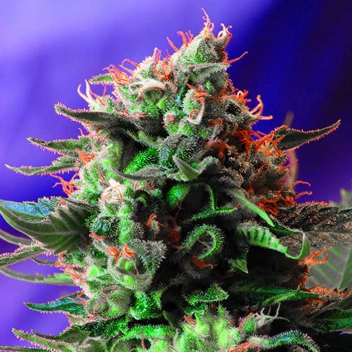 saltonverde2903569