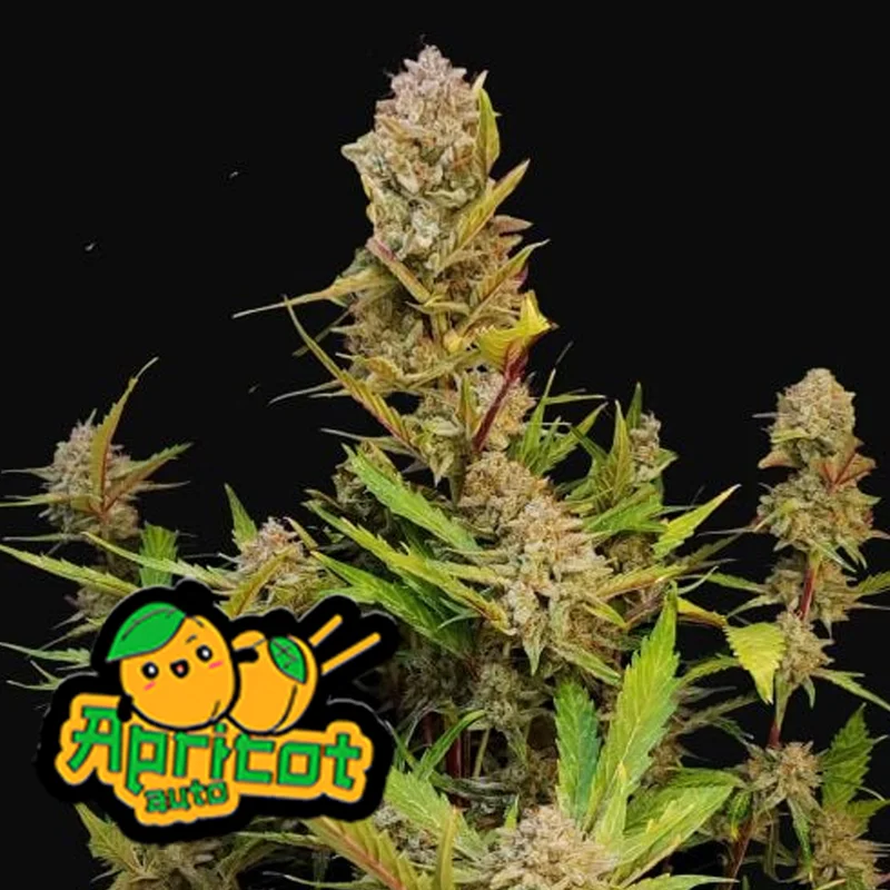 saltonverde2904986
