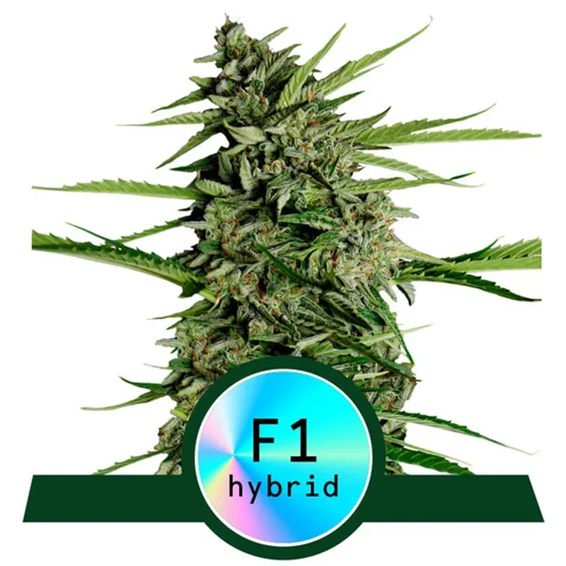 saltonverde2906675