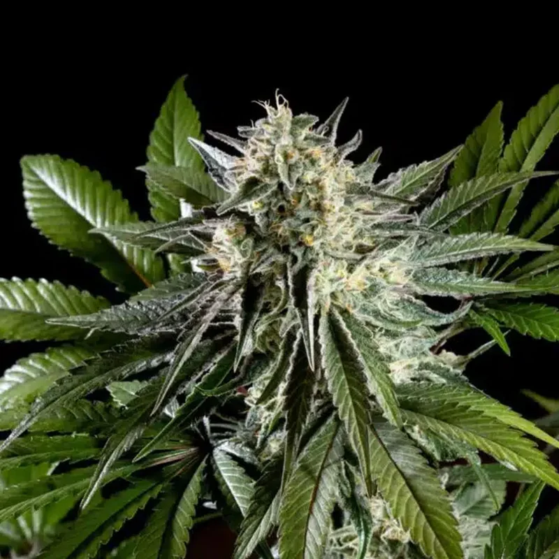 saltonverde2907412