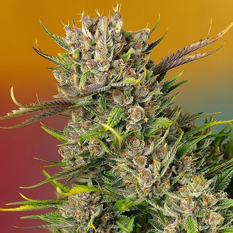 saltonverde2908477